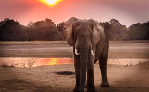 botswana lifts ban on elephant hunting voice online