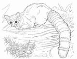 Animal Raccoon Complicated Desert Bestcoloringpagesforkids Suiting Intricate sketch template