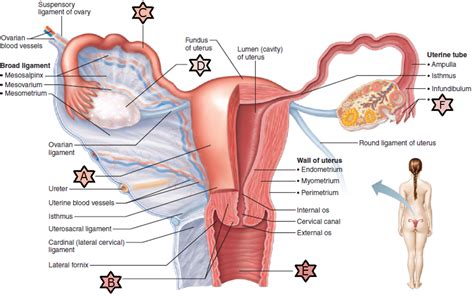 figure  internal female reproductive organs diagram quizlet