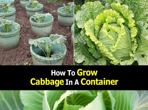 grow cabbage   container diy creative cabbage growing