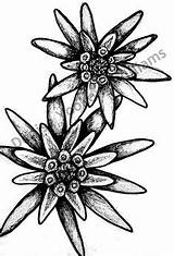 Edelweiss Flower Drawing Stelle Alpine Clipart Getdrawings Immagini Tattoo Cappello sketch template