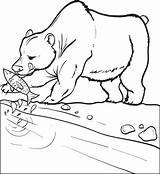 Bear Fish Coloring Catching Polar Clipart Pages Eating Printable Cola Coca Color Clipground Getcolorings sketch template
