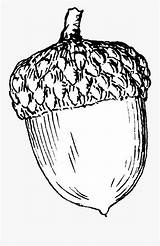 Acorn Coloring Pages Clipart Sketch Printable Drawing Clip Clipartkey Transparent sketch template