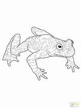 Tadpole Frog Coloring Pages Toad Getdrawings Getcolorings Cycle Life Drawing sketch template