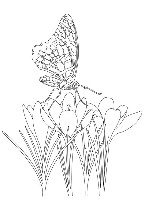 butterfly  flowers butterflies insects adult coloring pages