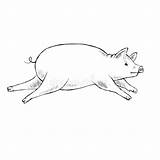 Contour Pig Illustrations Piggy Coloração Lápis Contorno sketch template