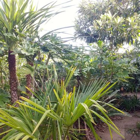 tropical plants     create  uk hardy exotic paradise