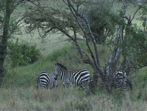 herd  zebra grazing stock footage video  royalty