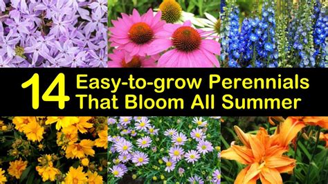 easy  grow perennials  bloom  summer