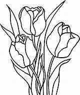 Tulip Line Coloring Pages Clipartmag sketch template