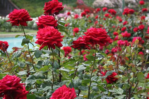 big red roses  places   places  visit   united states   due date