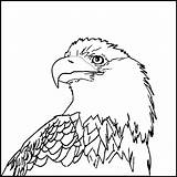 Eagle Coloring Bald Pages Outline Printable American Head Kids Color Drawing Sea Print Animals Clipart Sheet Baby Flying Cliparts Welding sketch template