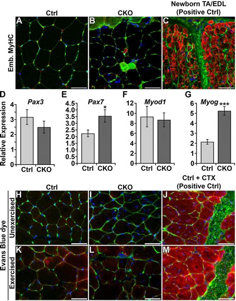 Mouse Myofibers Lacking The Smyd1 Methyltransferase Are