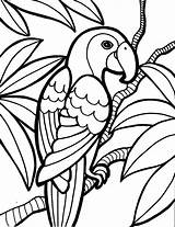 Bird Tropical Coloring Drawing Pages Kids Getdrawings sketch template
