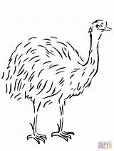 Emu Coloring Flightless Bird Template Australian Pages Animal Drawing Clipart Printable Templates Vogel Ausmalbild Color Birds Ausmalbilder Tiere Ausmalen Kangaroos sketch template