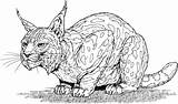 Lynx Bobcat Lince Luchs Bobcats Eurasian Coloriages sketch template