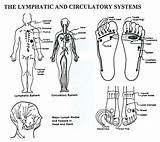 Lymphatic Massage Lymph Reflexology sketch template