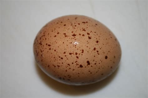 speckled eggs page
