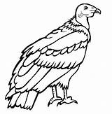 Condor Vulture Andean Colorat Desene Planse Salbatice Pasari Urubu Andino Endangered Andes Tudodesenhos Trafic Educative Andenkondor Entdecke sketch template