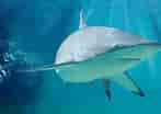 Image result for Blacktip Shark Identification. Size: 147 x 104. Source: animalencyclopedia.info