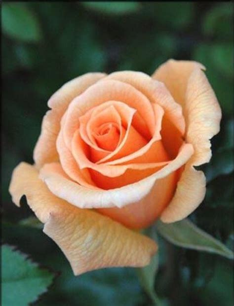 Пин от пользователя svetlana на доске Цветы Красивые розы Красивые цветы и Розы