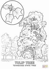 State Coloring Tree Indiana Tennessee Kentucky Pages Printable Ky Clipart Drawing Flower Nevada Color Symbols Flag Supercoloring Cliparts Tulip Getcolorings sketch template