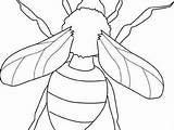 Coloring Pages Insect Realistic Insects Printable Getcolorings Getdrawings sketch template
