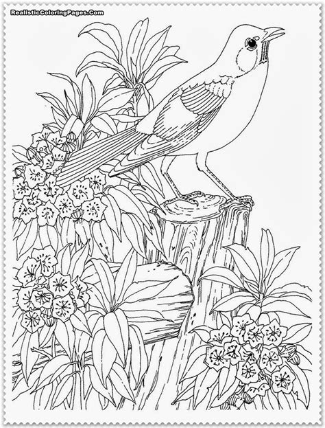 bird coloring pages realistic charmer blogsphere image library