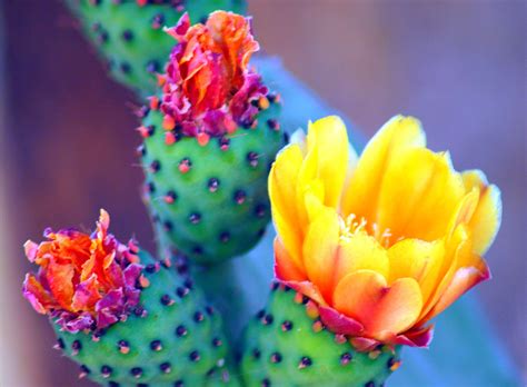 Sonoran Desert Cactus Flower Cactus Flower Cactus Flowers