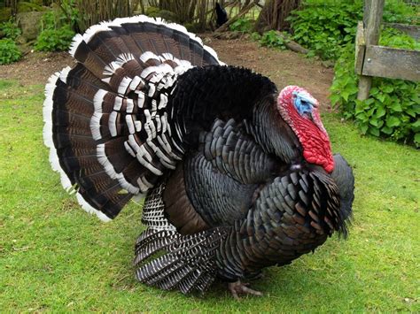 bronze turkey tom animali uccellini uccelli