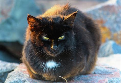wild feral black cat   seaside photograph  merrillie redden