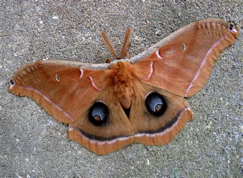 blog post  mechanic   moth car talk
