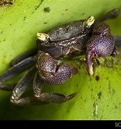 Afbeeldingsresultaten voor Armases angustipes. Grootte: 174 x 185. Bron: www.planetainvertebrados.com.br