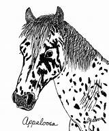 Appaloosa Drawing Horse Becky Mason Getdrawings sketch template