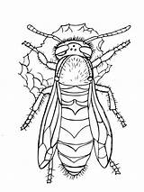 Avispas Wespe Wasp Supercoloring sketch template
