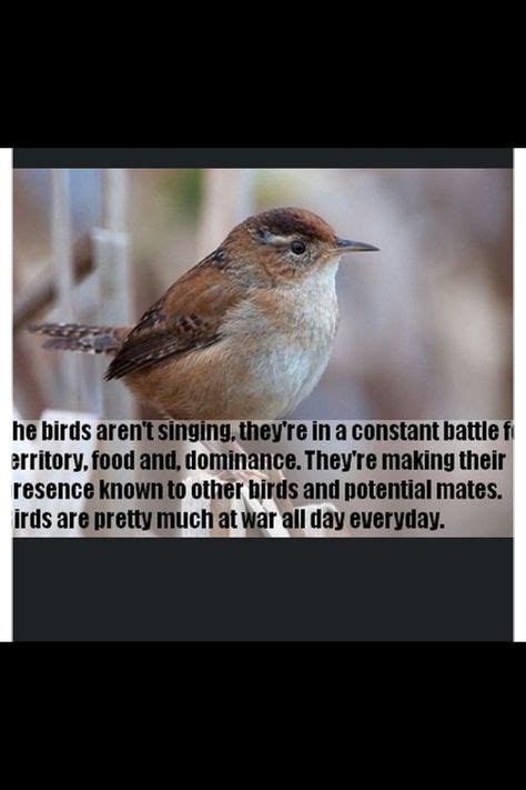interesting fact  images fun facts bird facts facts