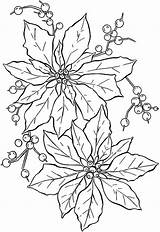 Poinsettia Drawing Poinsetta Outline sketch template