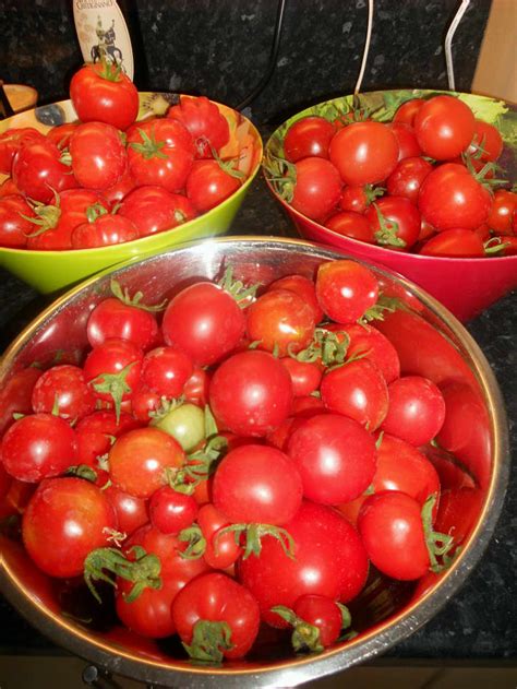 tomato preservation techniques  recipes delishably