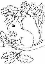 Ausdrucken Herbst Ausmalbilder Malvorlagen Ausmalen Malvorlage Vorlage Katze Vorlagen Erntedank Squirrel Erwachsene Ausmalbild Igel Colorat Drachen Eichhörnchen Ausschneiden Acorns Veverite sketch template