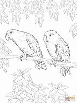 Parrot Supercoloring Eclectus Colorare Pappagalli Papegaai Disegni Papuga Kleurplaat Papagei Papegaaien Bambini Pappagallo Kolorowanka Parrots Malvorlage Kolorowanki Loros Cif Druku sketch template