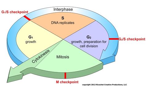 Ricochetscience Top 3 Science Posts Of 2014 Ricochet Science