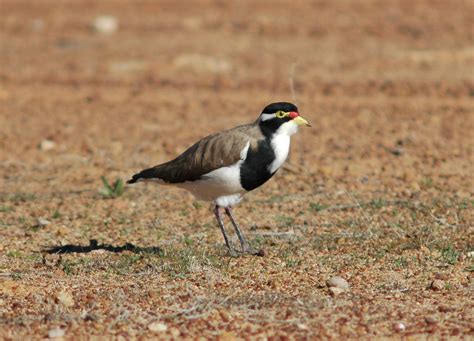 banded lapwing keith wilcox flickr