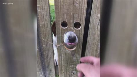 Peep Hole In Fence Makes Pup Very Happy