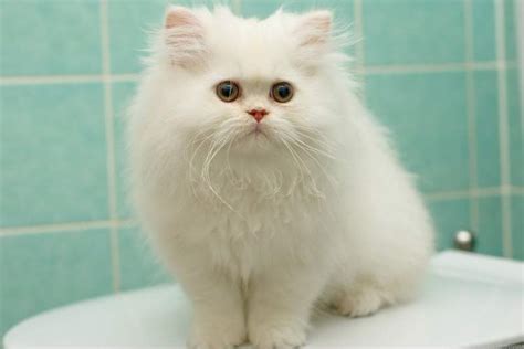 rueyada beyaz kedi goermek ve sevmek ruyandagorcom