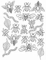 Coloriage Insectes Therapie Blackwork Insects Stitches Bugs Bordar Stumpwork Insecte Sampler Bordado Cheer Coloriages Beetles Themed Dessins Depuis Enfant Adultes sketch template