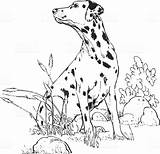 Dalmatian sketch template
