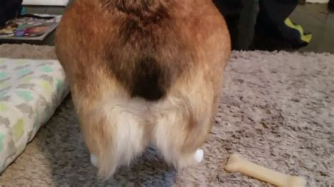 wiggle wiggle corgi butt youtube