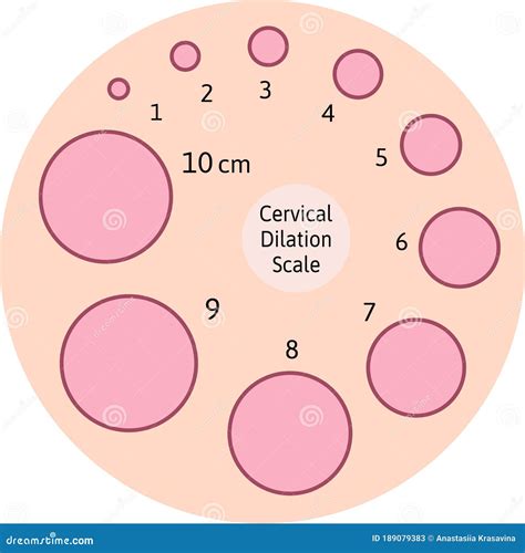 cervical dilation cervix dilation chart cervical dilation chart