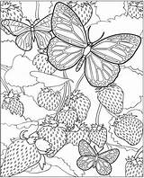 Coloring Butterfly Butterflies Strawberry Pages Field Printable sketch template