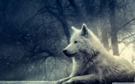cute wolf wallpapers top  cute wolf backgrounds wallpaperaccess